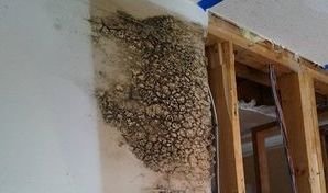 911Restoration Water-Damage-Restoration-Caused-Mold-Growth in East Mountain