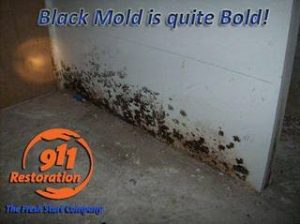 mold-remediation-East-Mountain-black-mold